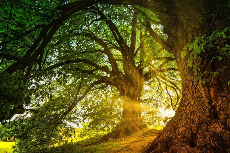 Enchanted Landscaping