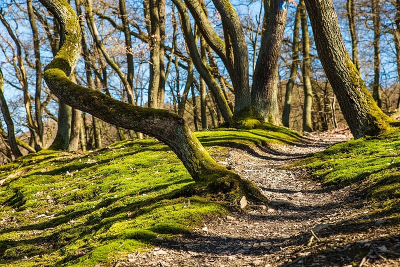 Enchanted Forest Pathway
