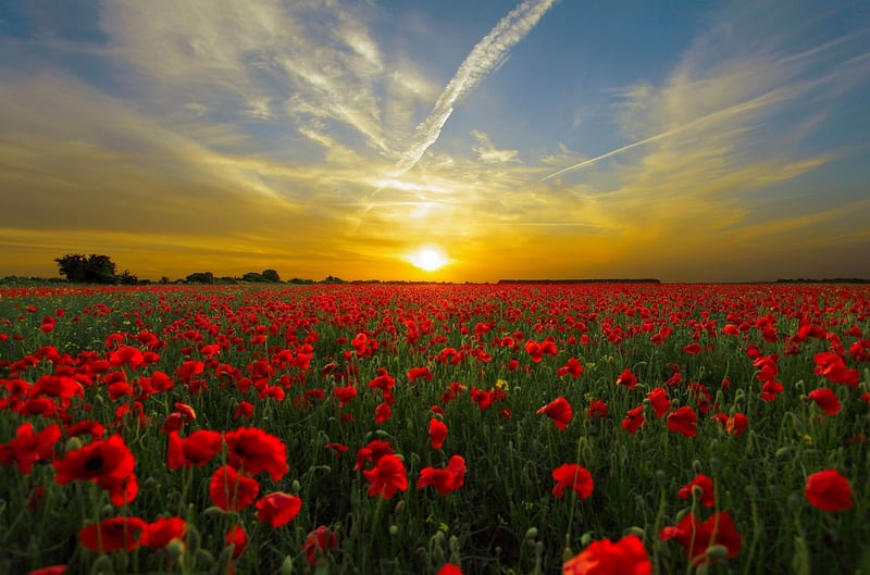 Whimsical Flower Meadow