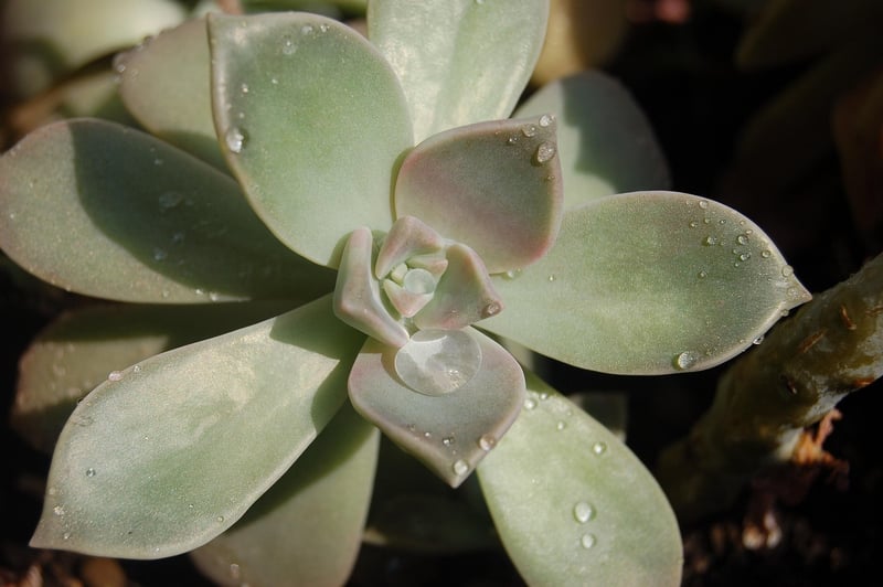 Ghost Plant