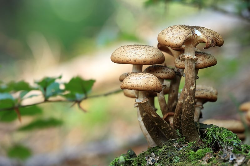 Enchanted Mushroom Kneeler