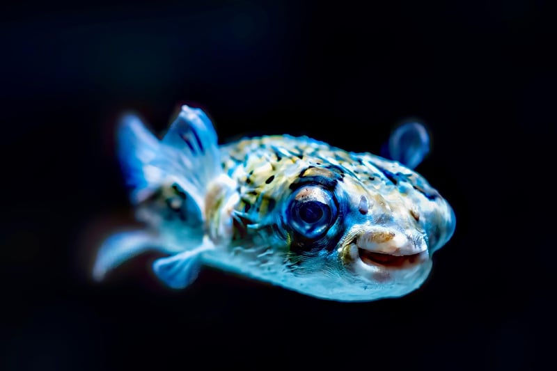 Underwater Kingdom